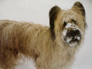 Oliver in all of his snowy glory.