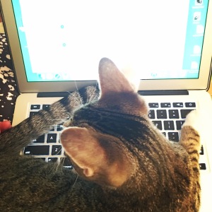 Laptop. Lap cat. Oona is a helper.